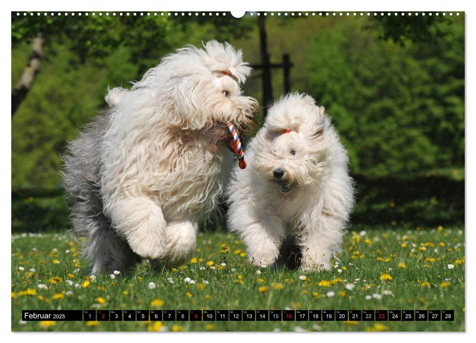 Traumhund Bobtail (CALVENDO Wandkalender 2025)