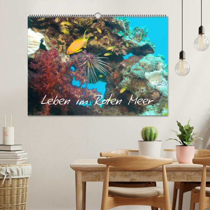 Leben im Roten Meer (CALVENDO Wandkalender 2025)