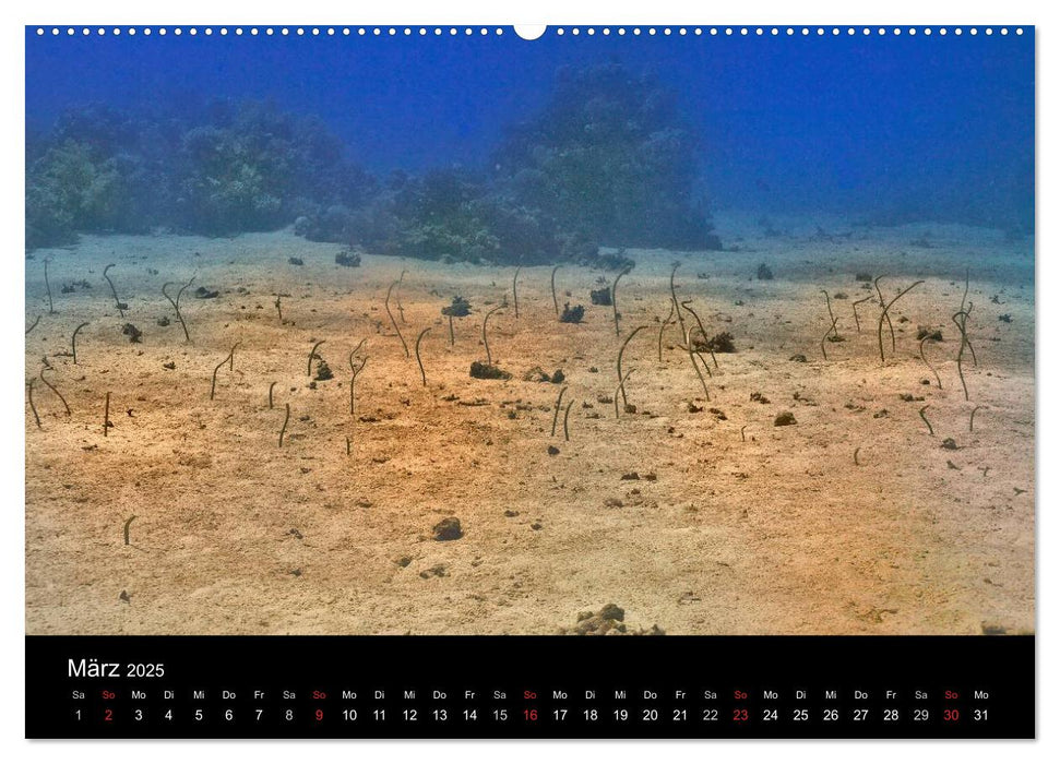 Leben im Roten Meer (CALVENDO Wandkalender 2025)