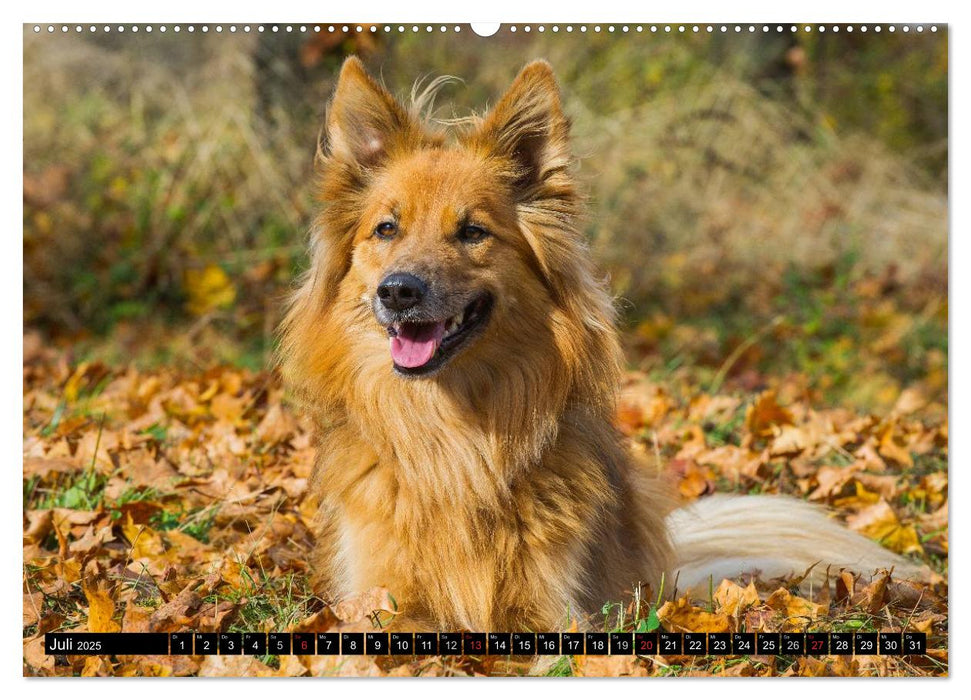 Altdeutsche Hütehunde - Fast vergessen (CALVENDO Premium Wandkalender 2025)