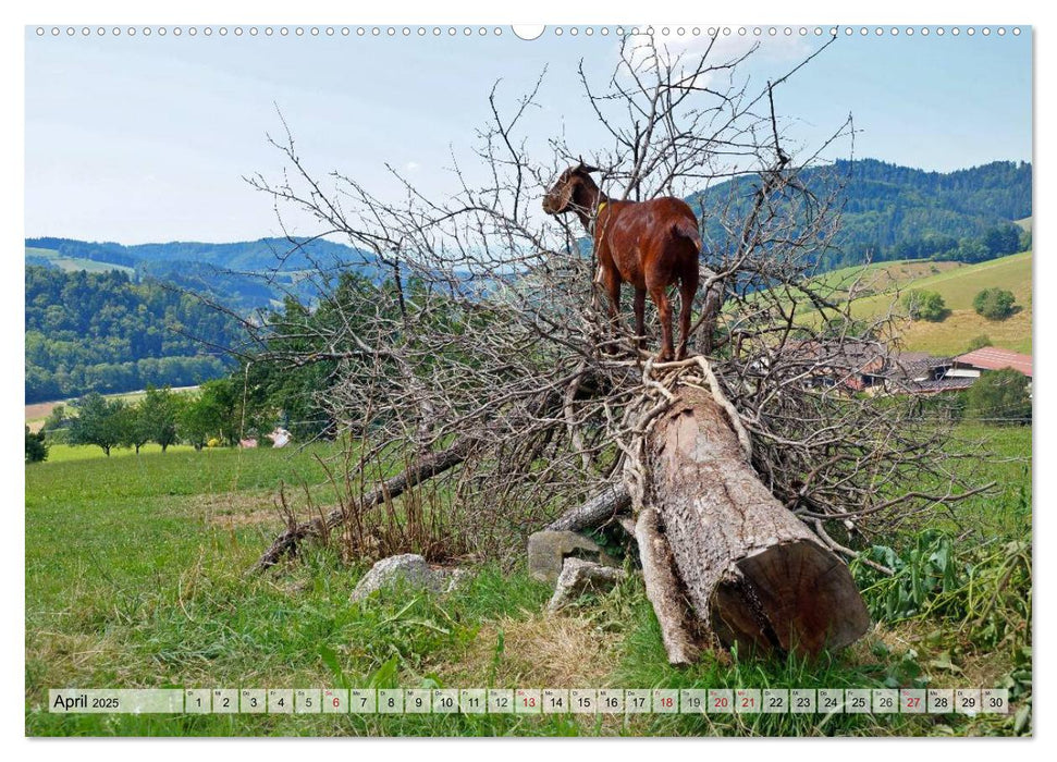 Glottertal im Schwarzwald (CALVENDO Premium Wandkalender 2025)