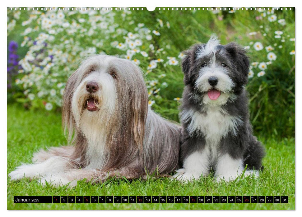 Liebenswerter Clown Bearded Collie (CALVENDO Premium Wandkalender 2025)