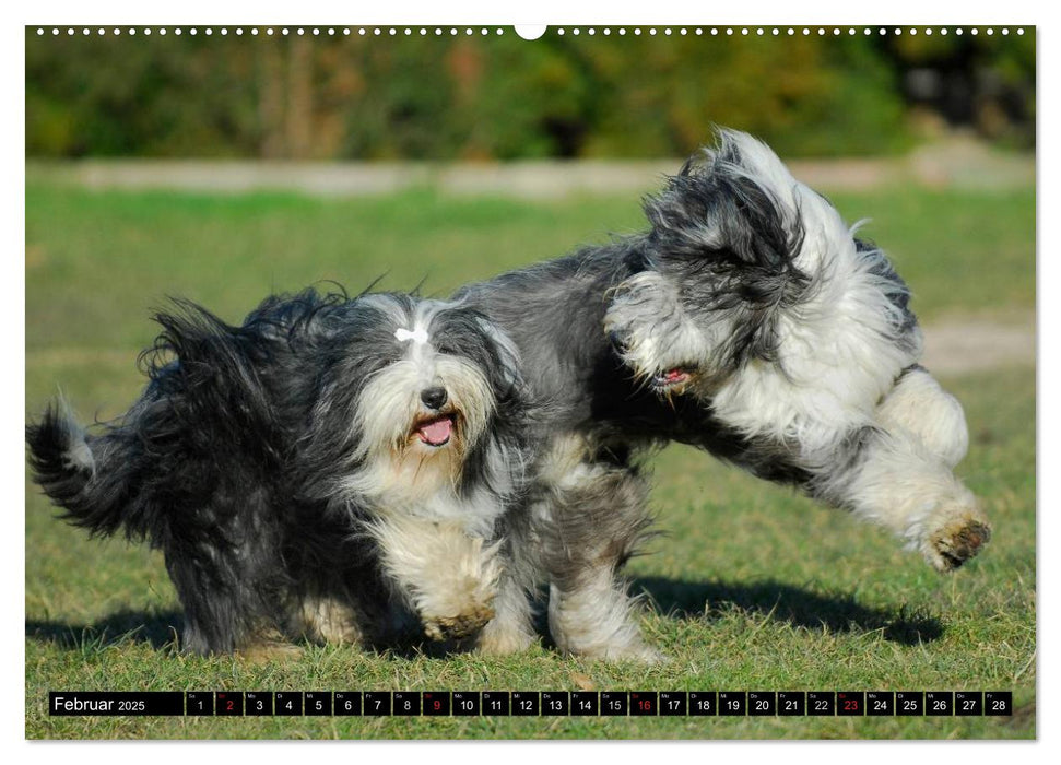 Liebenswerter Clown Bearded Collie (CALVENDO Premium Wandkalender 2025)