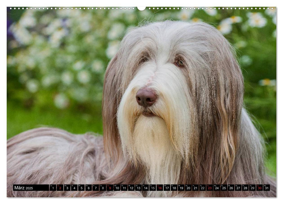 Liebenswerter Clown Bearded Collie (CALVENDO Premium Wandkalender 2025)