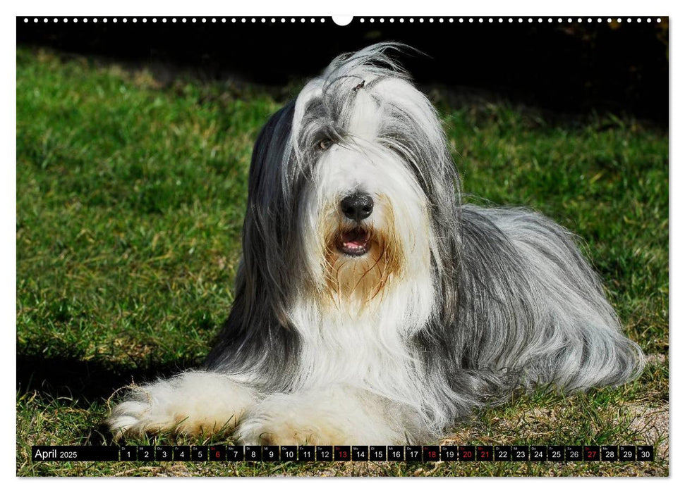 Liebenswerter Clown Bearded Collie (CALVENDO Premium Wandkalender 2025)