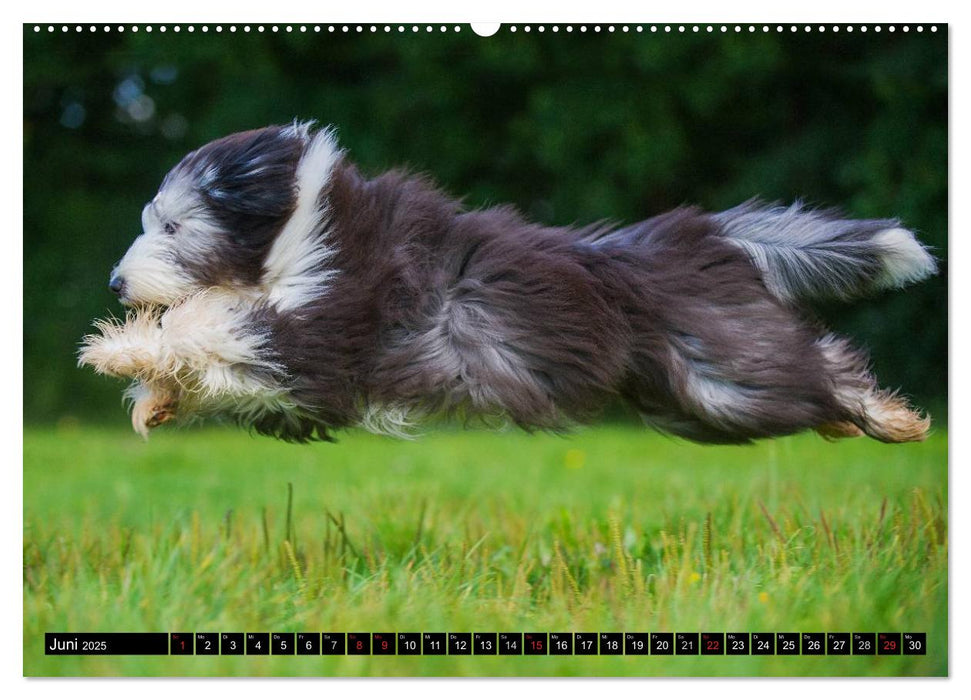 Liebenswerter Clown Bearded Collie (CALVENDO Premium Wandkalender 2025)