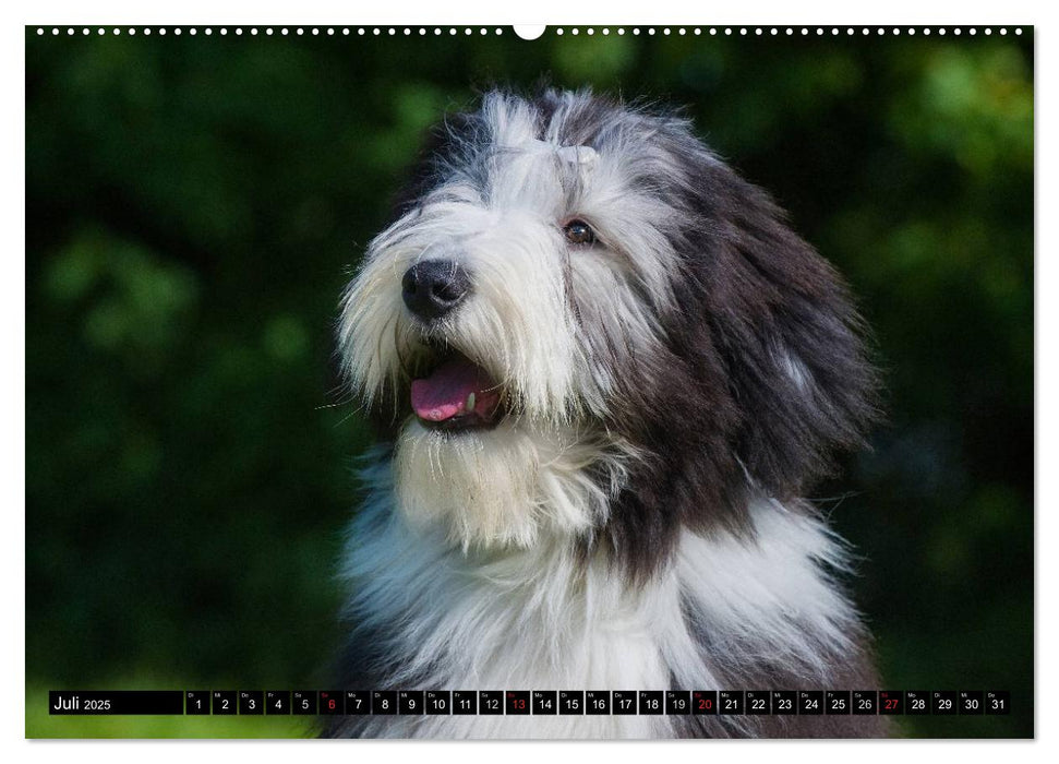 Liebenswerter Clown Bearded Collie (CALVENDO Premium Wandkalender 2025)