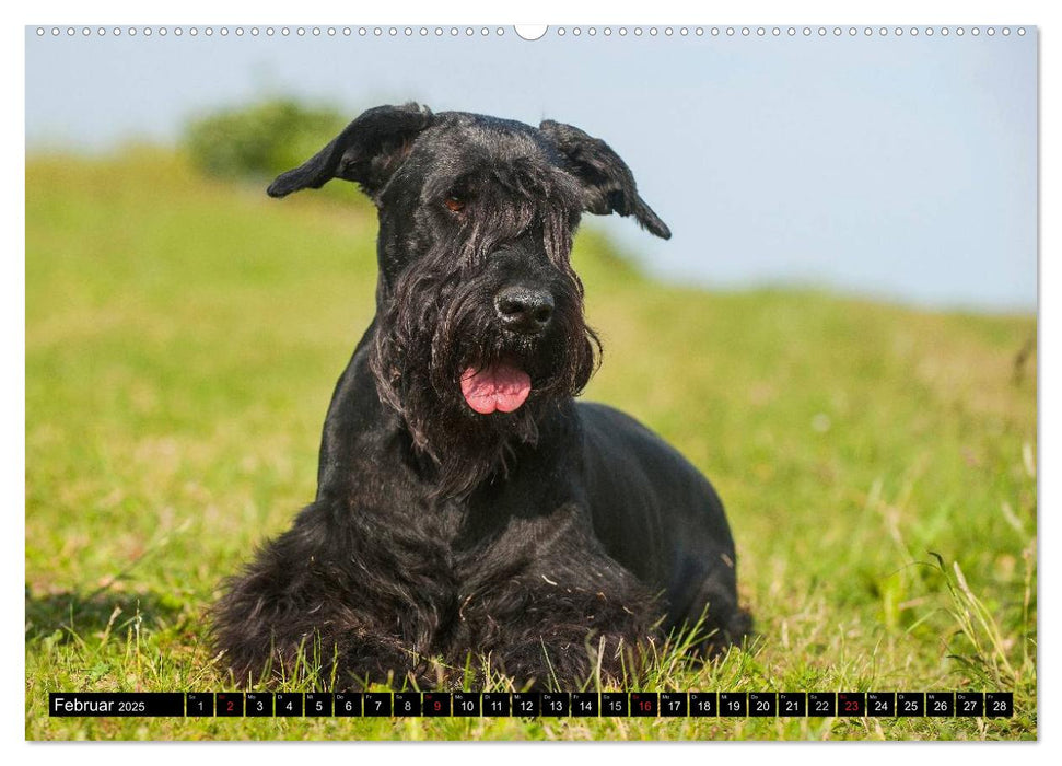 Treuer Freund Riesenschnauzer (CALVENDO Premium Wandkalender 2025)