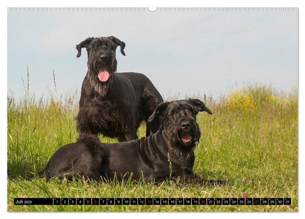 Treuer Freund Riesenschnauzer (CALVENDO Premium Wandkalender 2025)