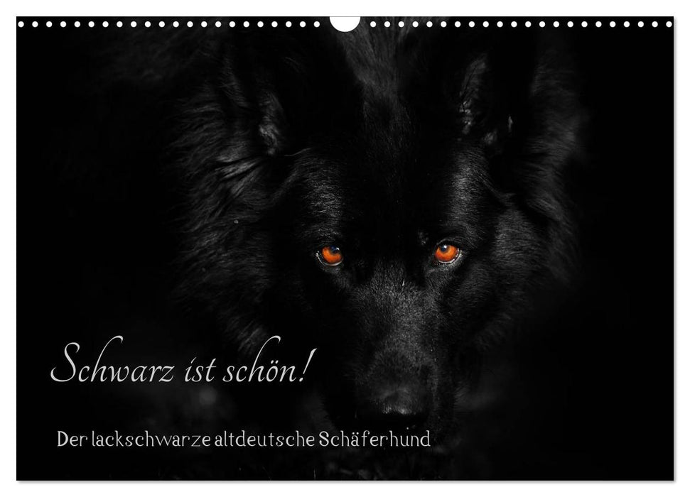 Schwarz ist schön! Der lackschwarze altdeutsche Schäferhund (CALVENDO Wandkalender 2025)