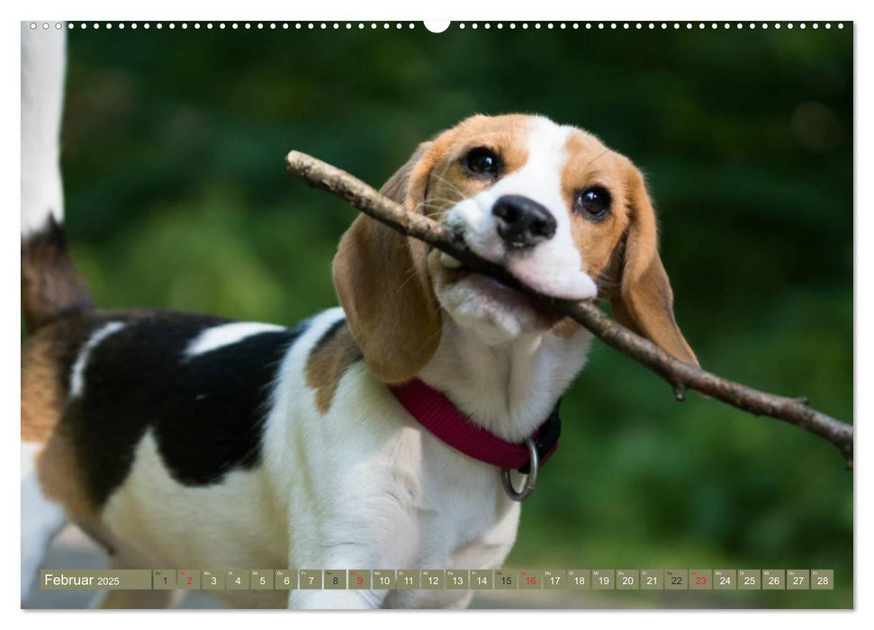 Beaglebabys auf Entdeckungstour (CALVENDO Premium Wandkalender 2025)