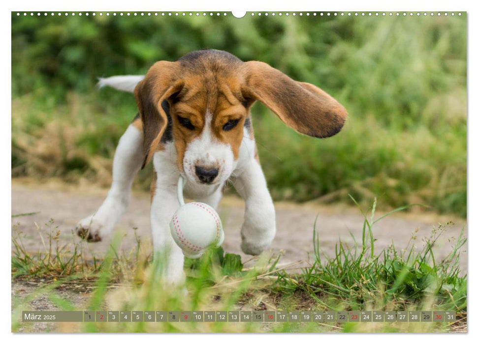 Beaglebabys auf Entdeckungstour (CALVENDO Premium Wandkalender 2025)