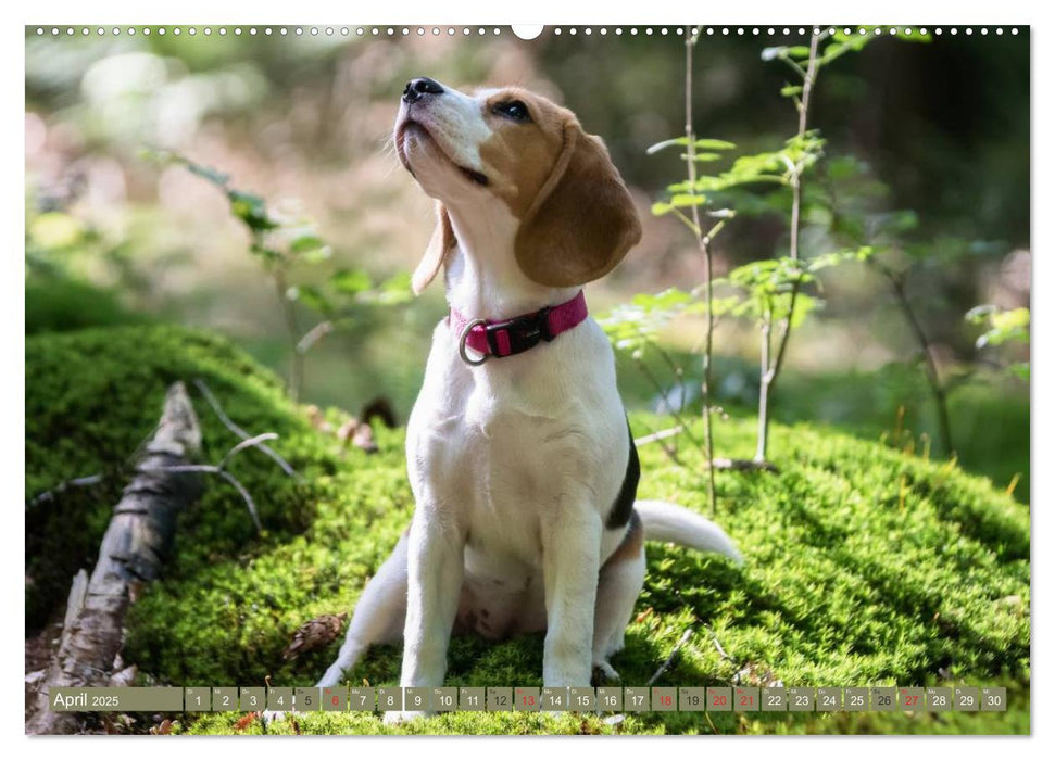 Beaglebabys auf Entdeckungstour (CALVENDO Premium Wandkalender 2025)