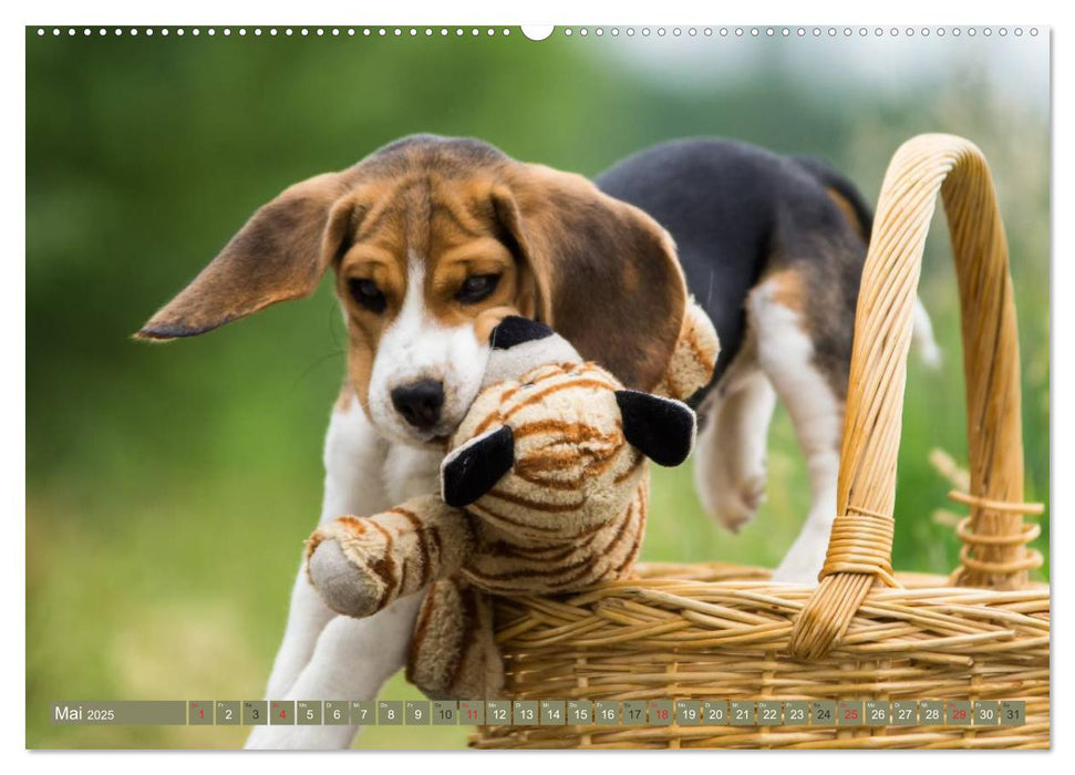 Beaglebabys auf Entdeckungstour (CALVENDO Premium Wandkalender 2025)