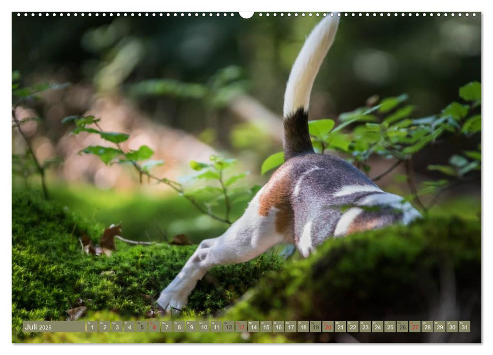 Beaglebabys auf Entdeckungstour (CALVENDO Premium Wandkalender 2025)