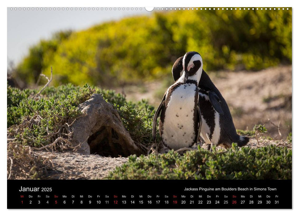 Wunderschönes Südafrika (CALVENDO Wandkalender 2025)