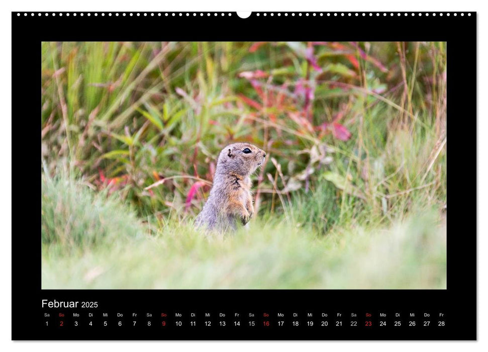 Alaska - Die letzte Grenze (CALVENDO Premium Wandkalender 2025)