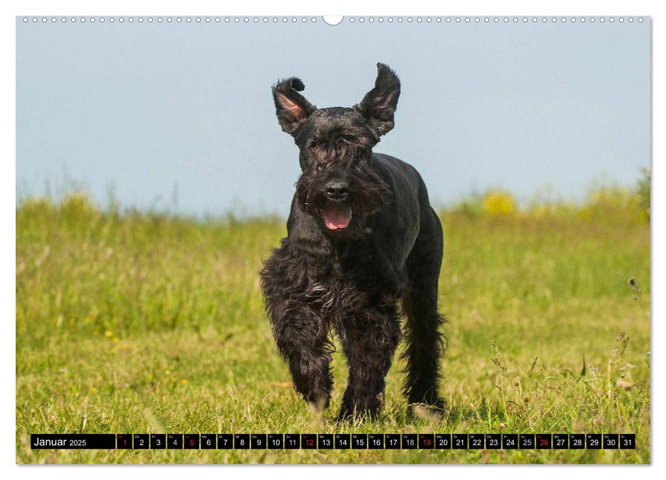 Treuer Freund Riesenschnauzer (CALVENDO Wandkalender 2025)