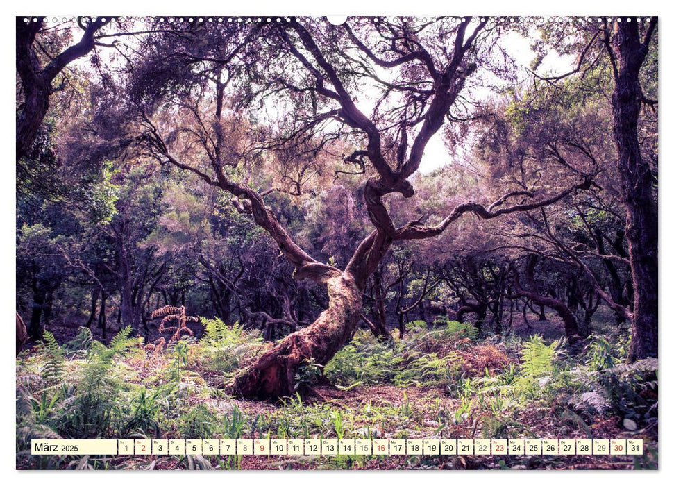 Mystische Wälder - Zauber der Natur (CALVENDO Premium Wandkalender 2025)