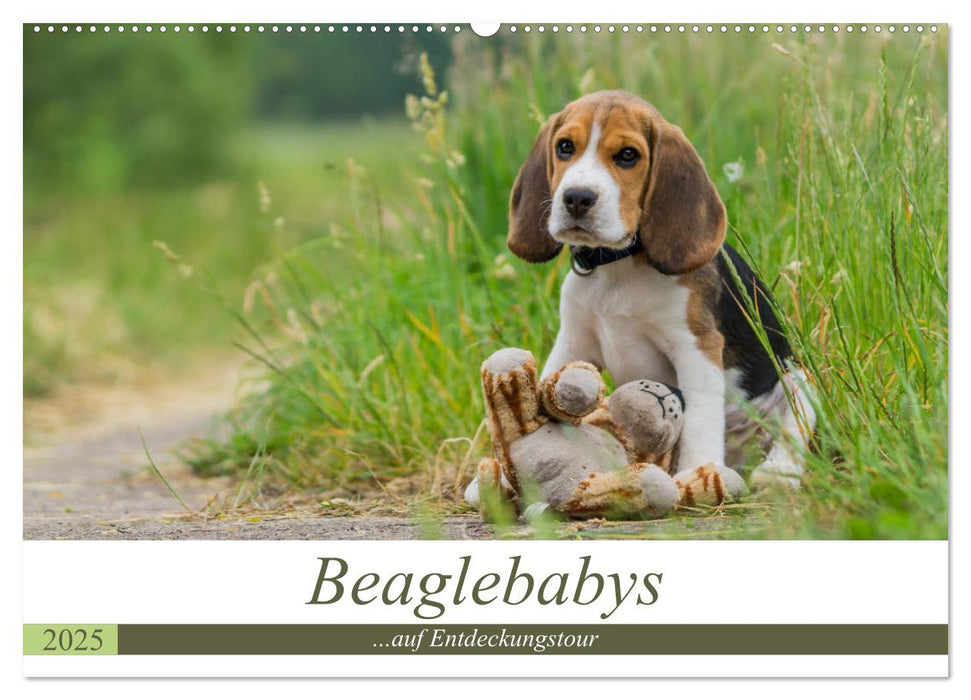 Beaglebabys auf Entdeckungstour (CALVENDO Wandkalender 2025)