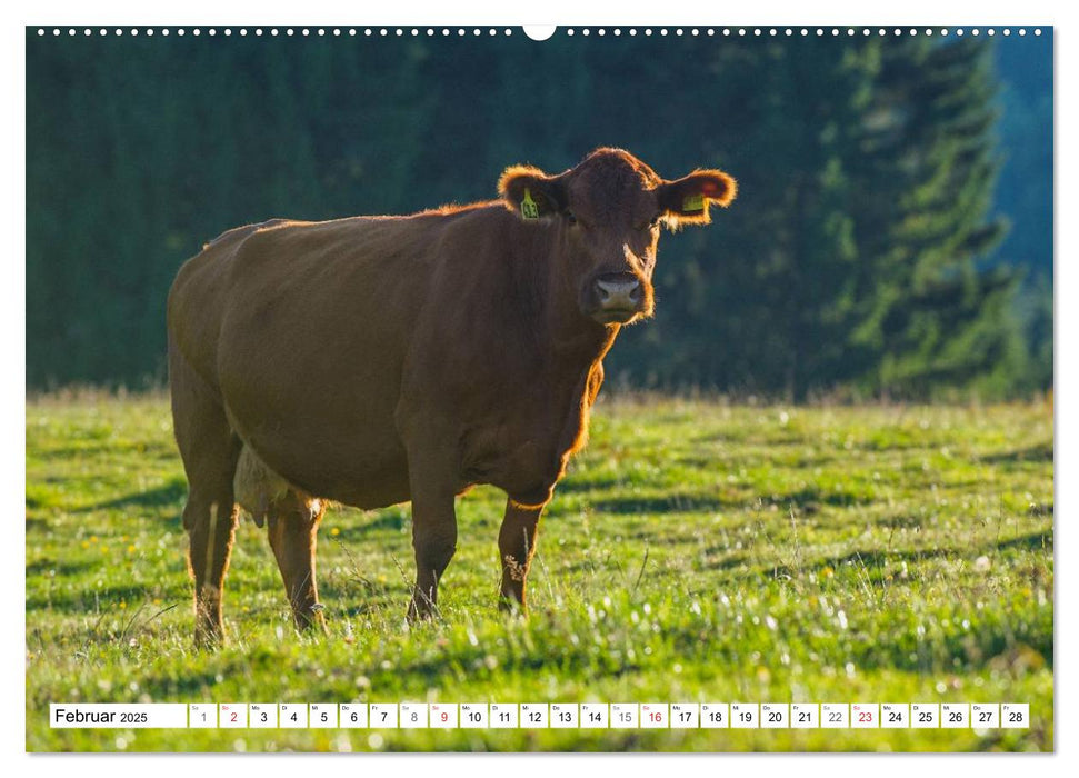 Ein Herz für Rinder (CALVENDO Premium Wandkalender 2025)