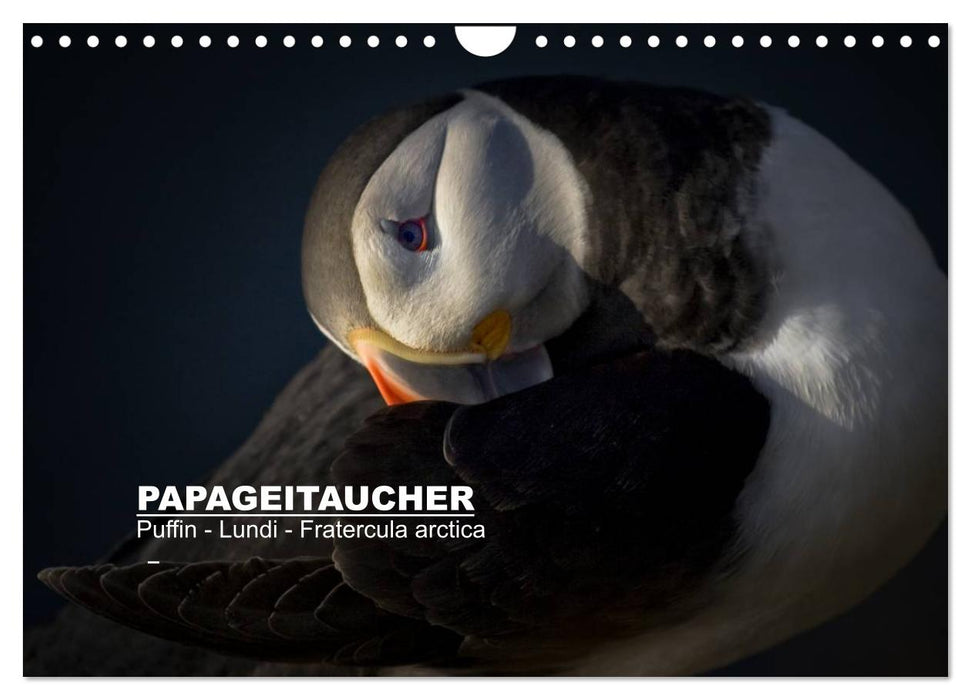 Papageitaucher: Puffin - Lundi - Fratercula arctica (CALVENDO Wandkalender 2025)