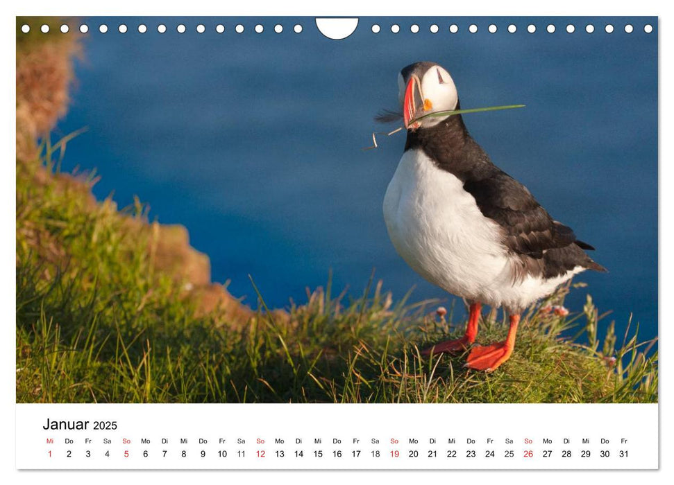 Papageitaucher: Puffin - Lundi - Fratercula arctica (CALVENDO Wandkalender 2025)