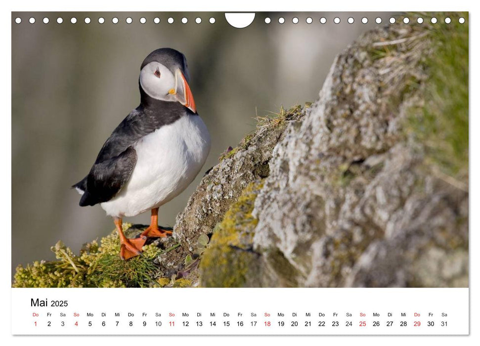 Papageitaucher: Puffin - Lundi - Fratercula arctica (CALVENDO Wandkalender 2025)