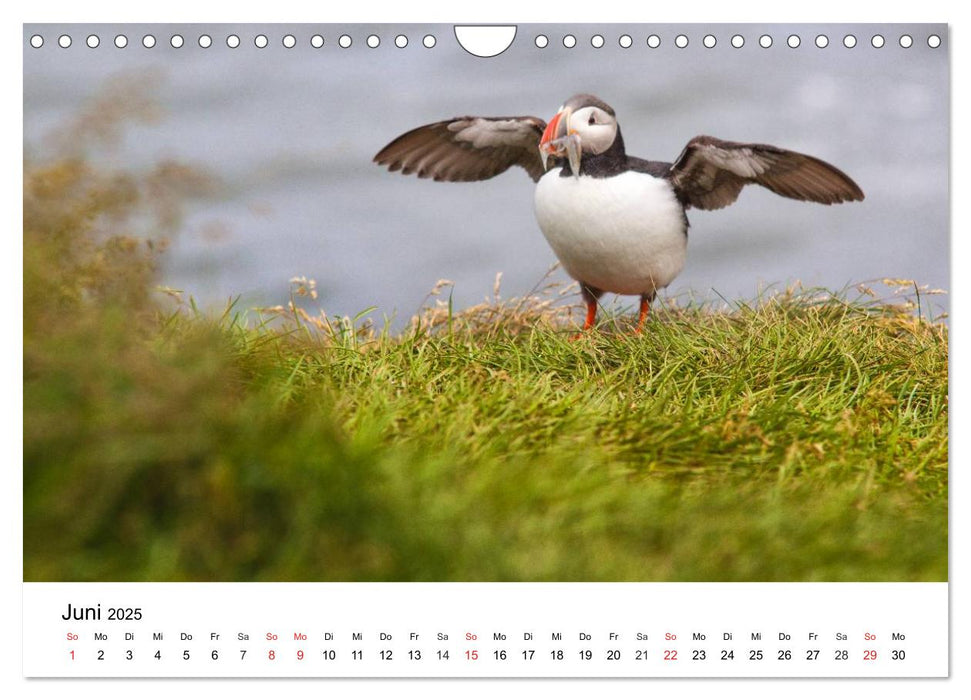 Papageitaucher: Puffin - Lundi - Fratercula arctica (CALVENDO Wandkalender 2025)