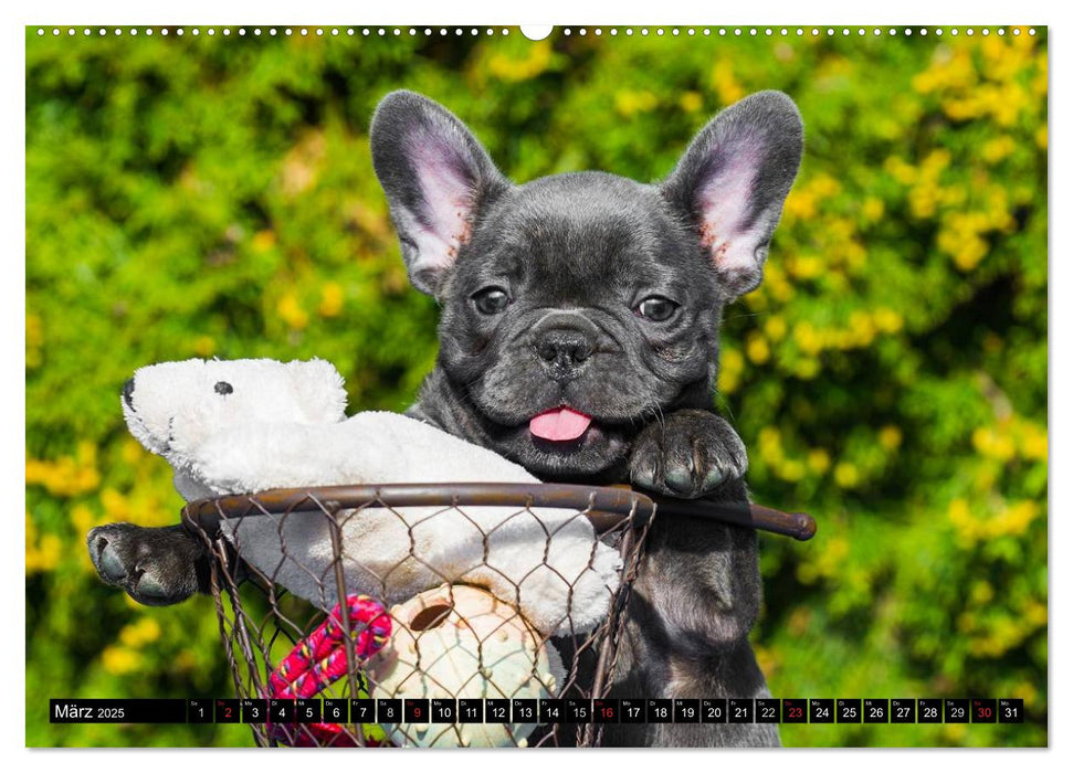 Französische Bulldogge - Clown auf 4 Pfoten (CALVENDO Premium Wandkalender 2025)