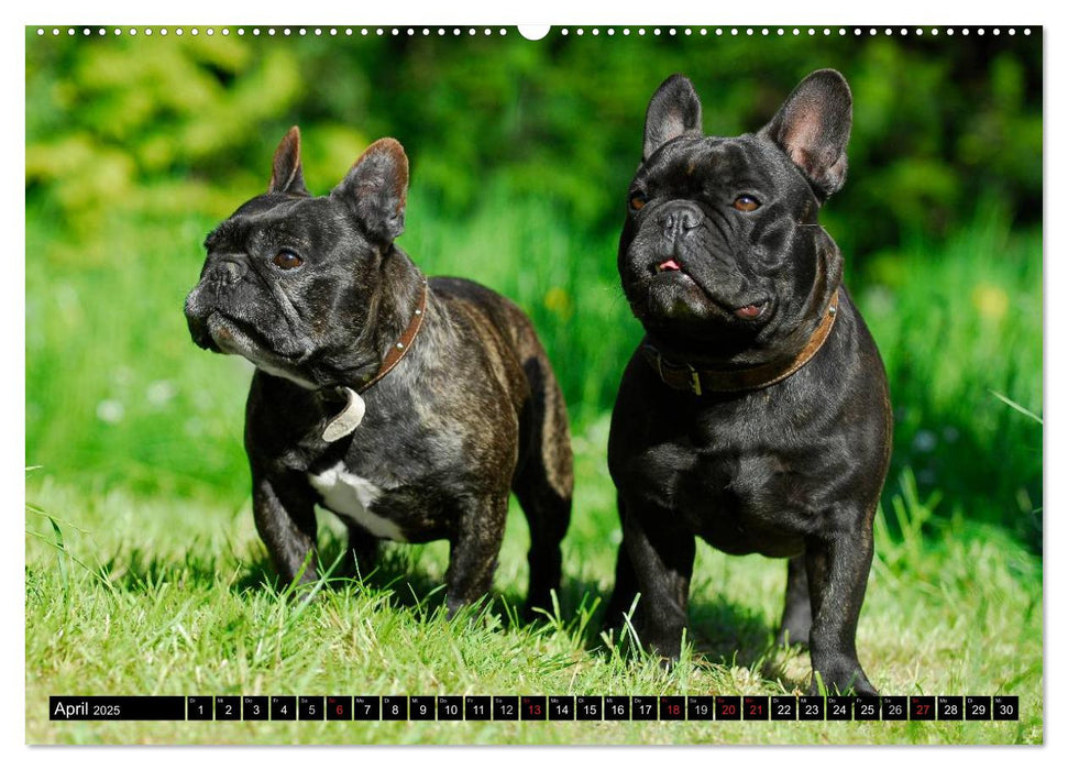 Französische Bulldogge - Clown auf 4 Pfoten (CALVENDO Premium Wandkalender 2025)