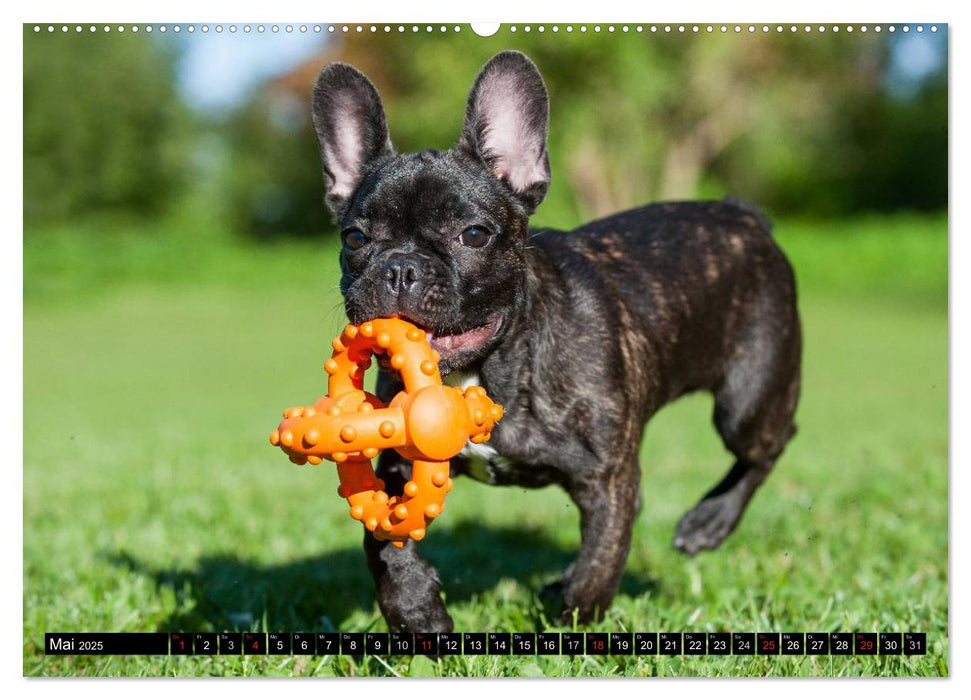 Französische Bulldogge - Clown auf 4 Pfoten (CALVENDO Premium Wandkalender 2025)