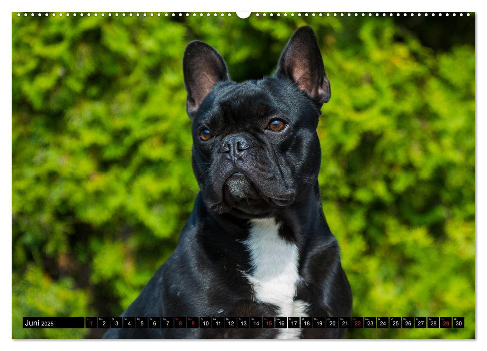 Französische Bulldogge - Clown auf 4 Pfoten (CALVENDO Premium Wandkalender 2025)