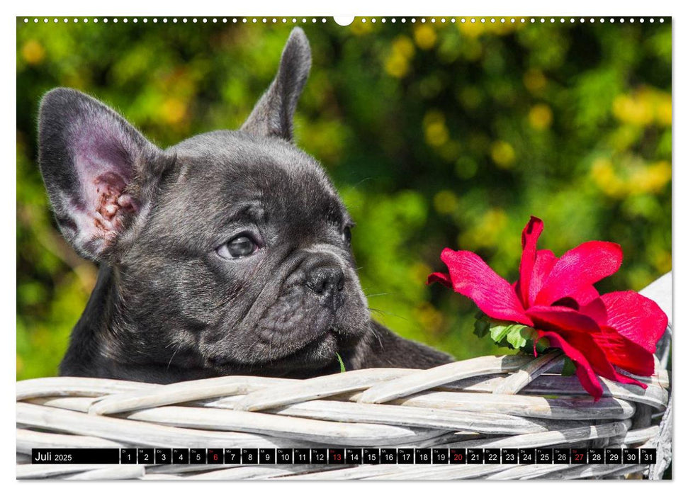 Französische Bulldogge - Clown auf 4 Pfoten (CALVENDO Premium Wandkalender 2025)