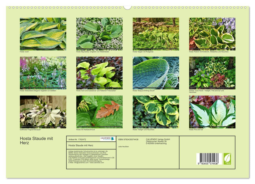 Hosta Staude mit Herz (CALVENDO Premium Wandkalender 2025)