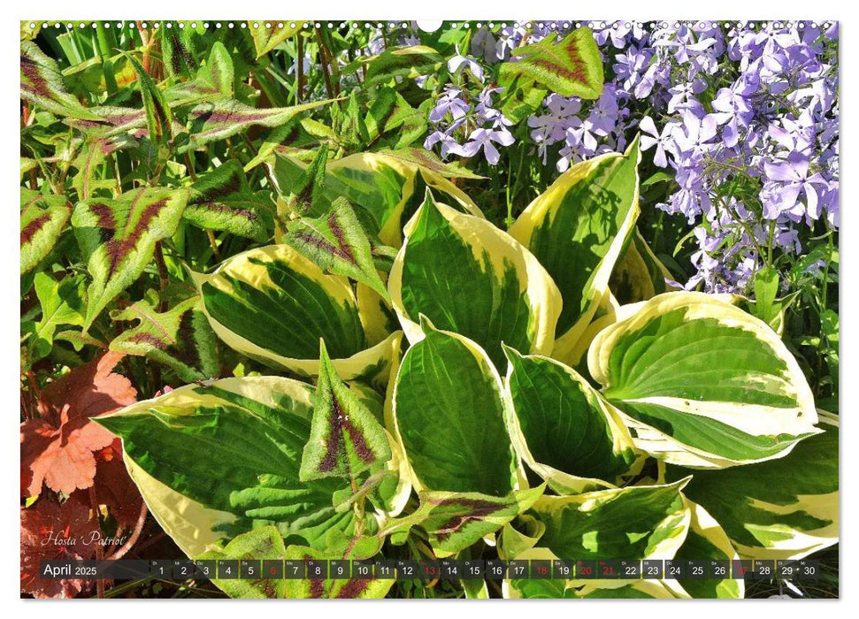 Hosta Staude mit Herz (CALVENDO Premium Wandkalender 2025)