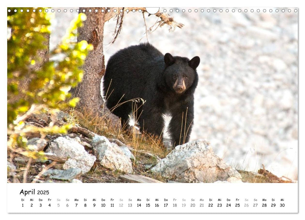 Amerika - Naturschönheiten des Westens (CALVENDO Wandkalender 2025)