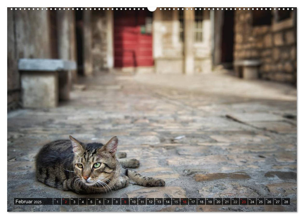 Die Katzen von Rovinj (CALVENDO Premium Wandkalender 2025)