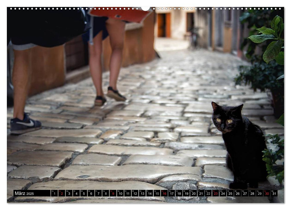 Die Katzen von Rovinj (CALVENDO Premium Wandkalender 2025)