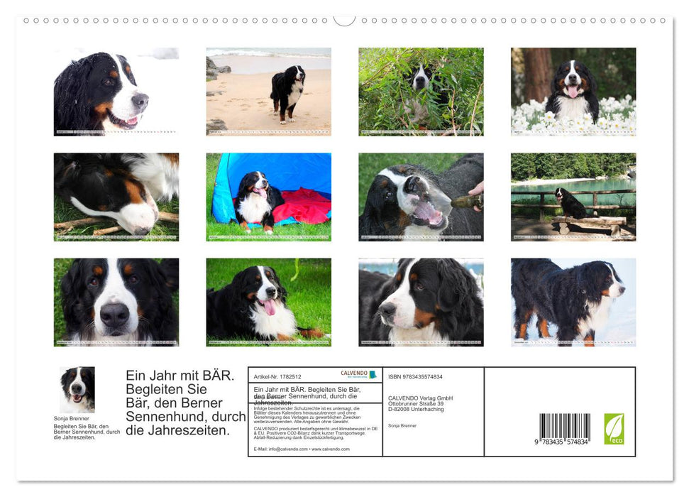 Ein Jahr mit BÄR. Begleiten Sie Bär, den Berner Sennenhund, durch die Jahreszeiten. (CALVENDO Premium Wandkalender 2025)