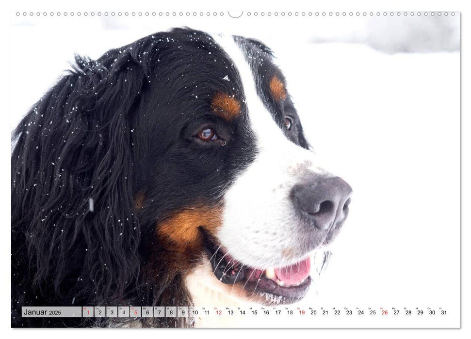 Ein Jahr mit BÄR. Begleiten Sie Bär, den Berner Sennenhund, durch die Jahreszeiten. (CALVENDO Premium Wandkalender 2025)