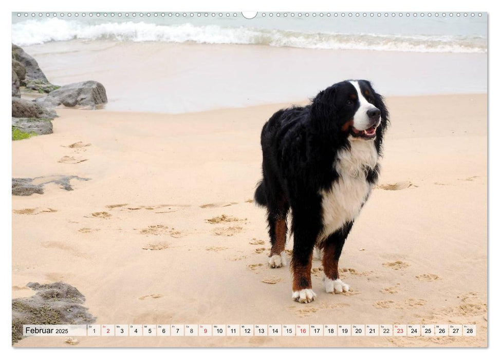 Ein Jahr mit BÄR. Begleiten Sie Bär, den Berner Sennenhund, durch die Jahreszeiten. (CALVENDO Premium Wandkalender 2025)