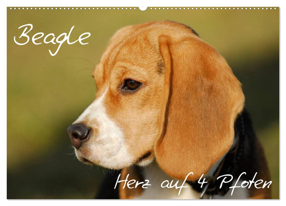 Beagle - Herz auf 4 Pfoten (CALVENDO Wandkalender 2025)