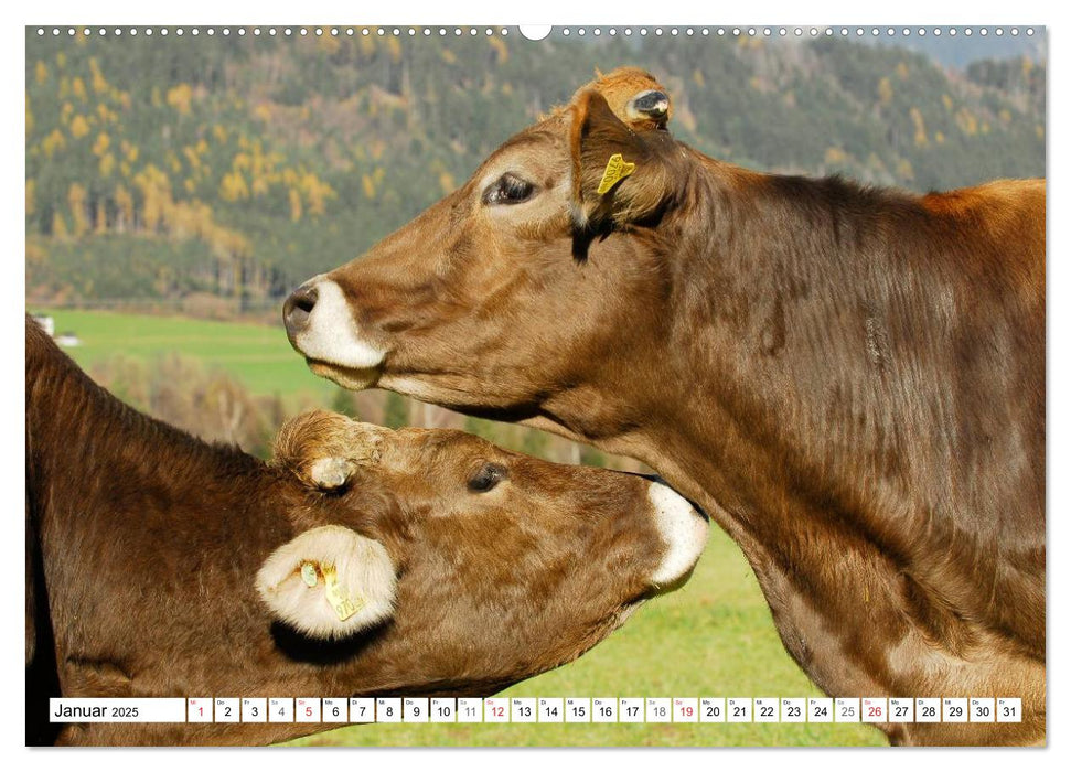 Ein Herz für Rinder (CALVENDO Wandkalender 2025)