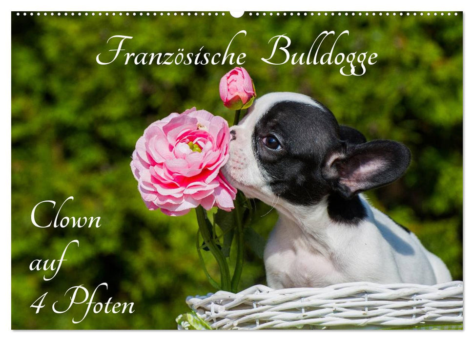 Französische Bulldogge - Clown auf 4 Pfoten (CALVENDO Wandkalender 2025)