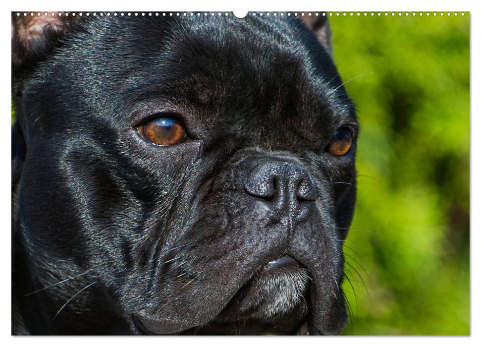 Französische Bulldogge - Clown auf 4 Pfoten (CALVENDO Wandkalender 2025)