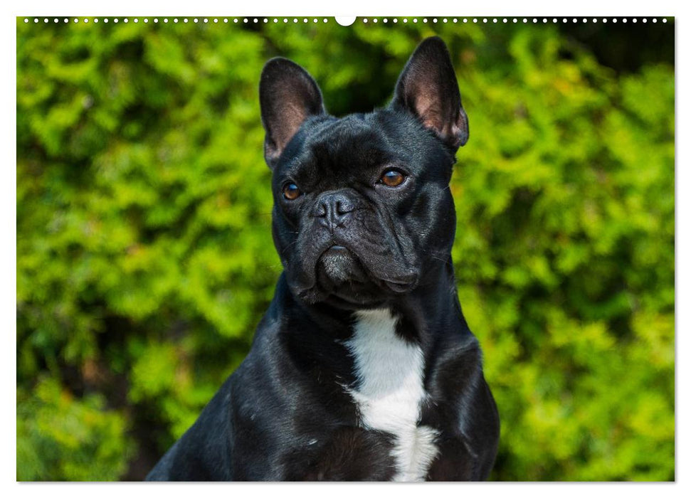 Französische Bulldogge - Clown auf 4 Pfoten (CALVENDO Wandkalender 2025)