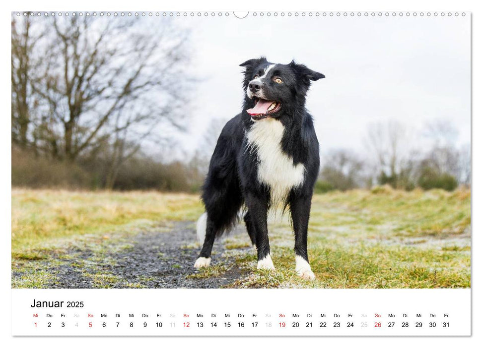 Border Collies 2025 (CALVENDO Premium Wandkalender 2025)