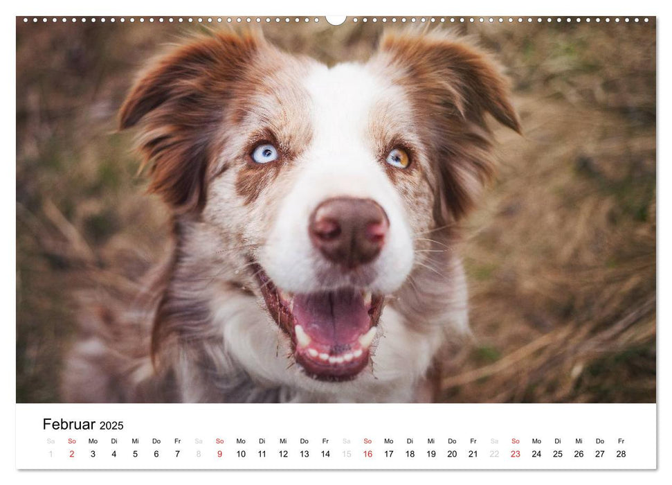 Border Collies 2025 (CALVENDO Premium Wandkalender 2025)