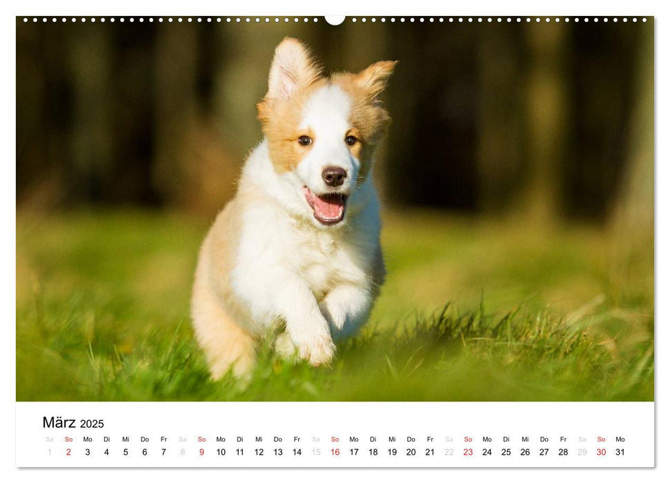 Border Collies 2025 (CALVENDO Premium Wandkalender 2025)